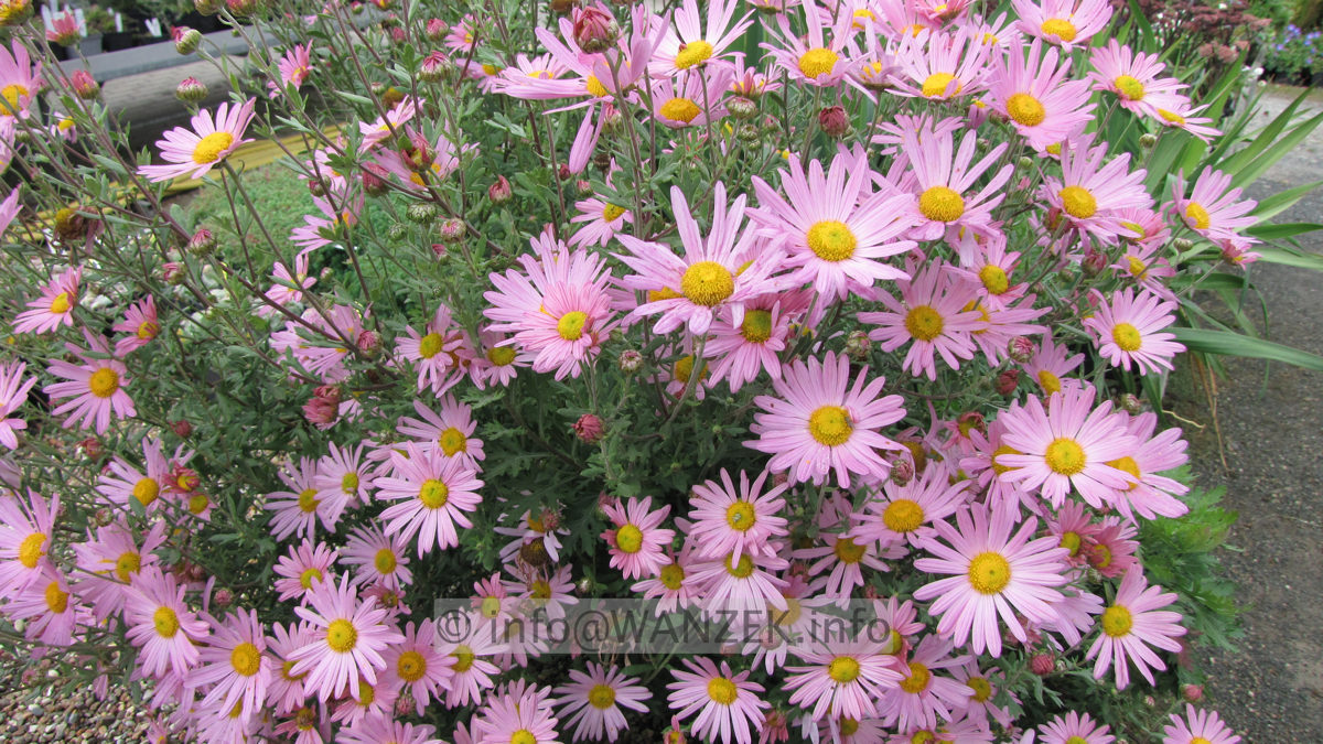 Chrysanthemum arcticum Roseum2.JPG